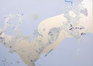 Untitled, 2008, acrylic on linen, 180 × 250 cm